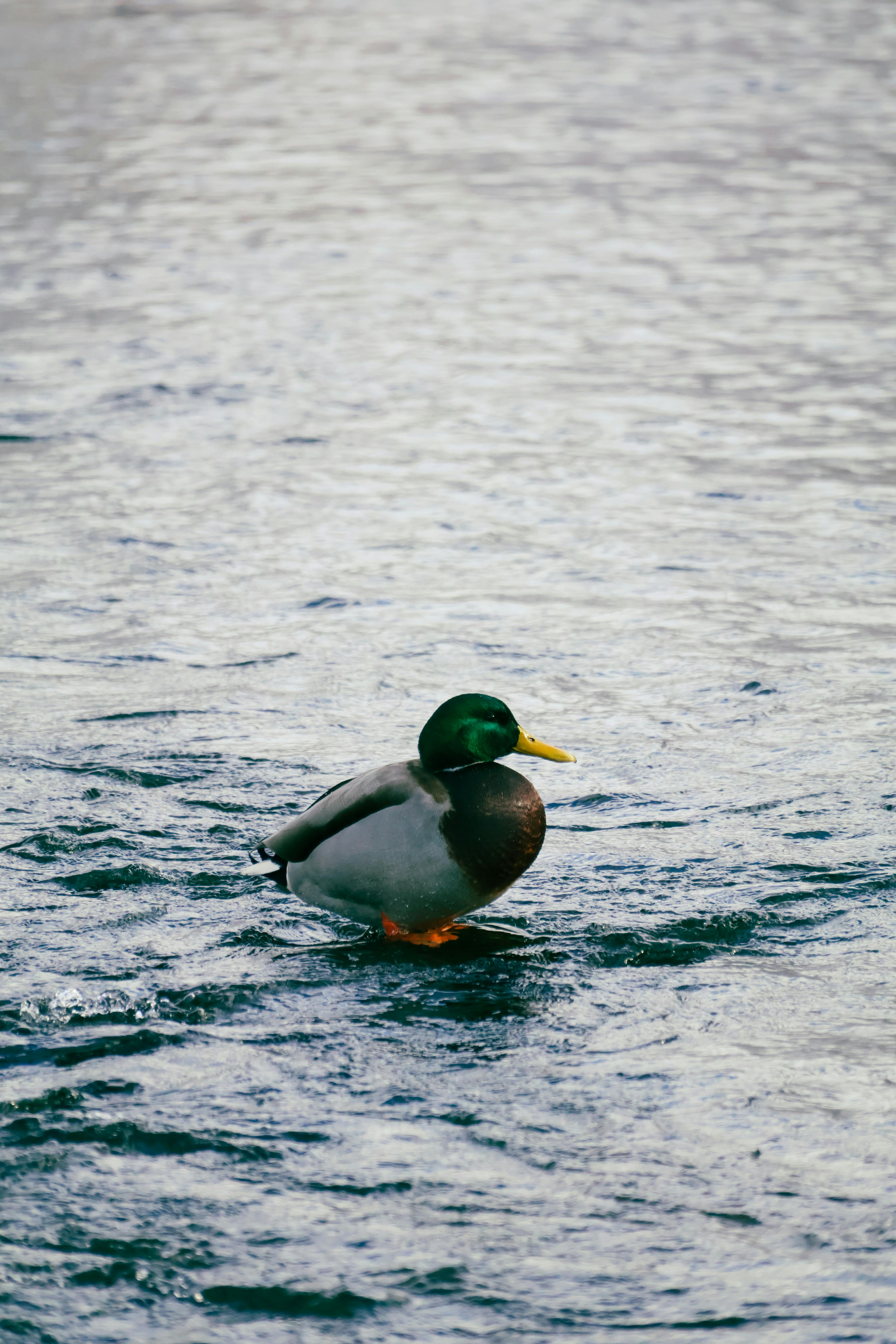 A lone duck floating in the water.
