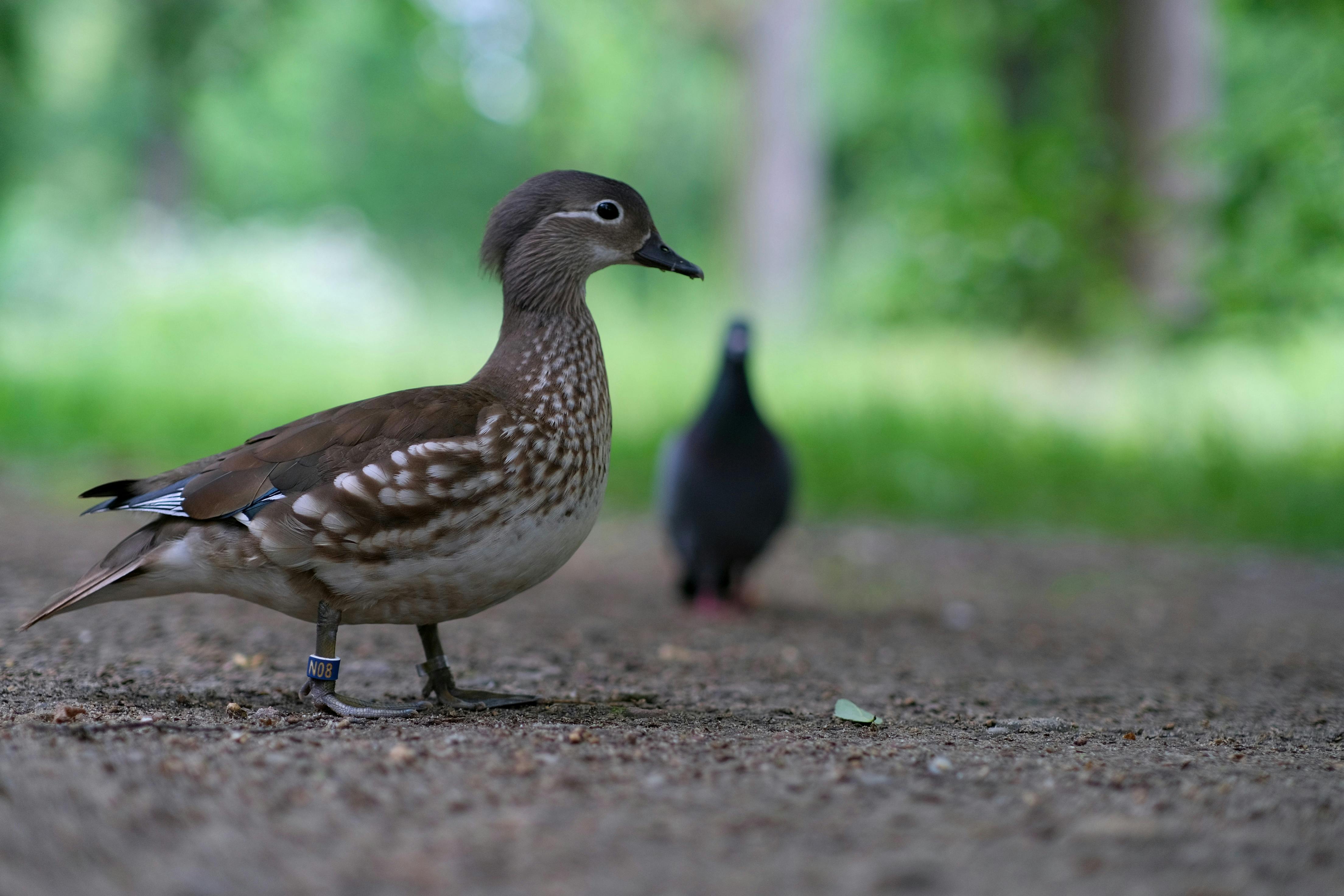 A duck standing on land.
