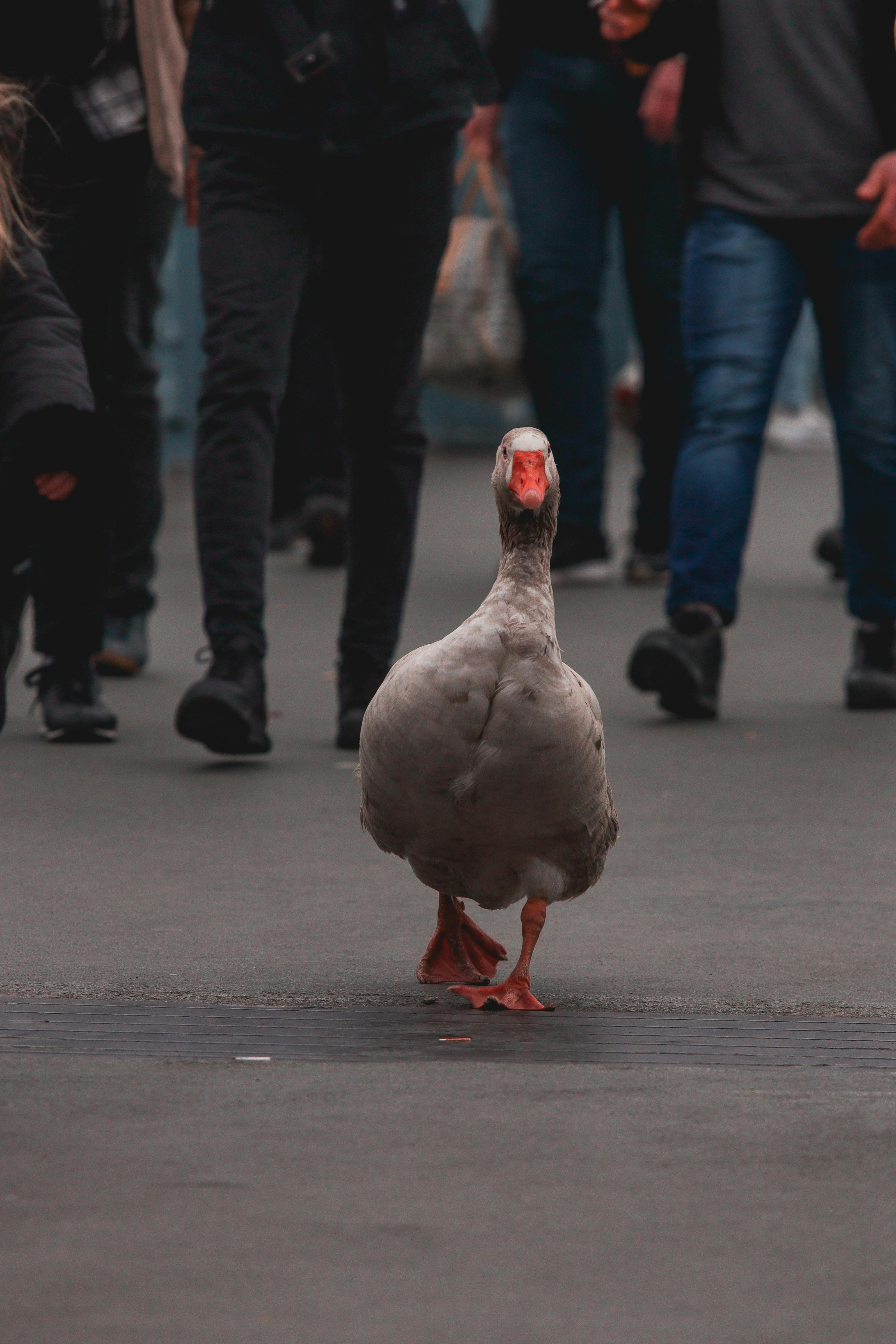 A duck walking in front of a large crowd of people.