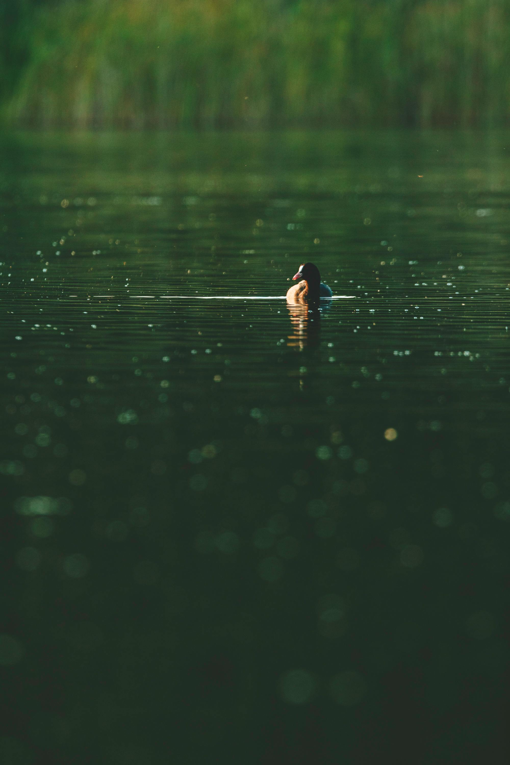 A duck in the middle of a body of water.
