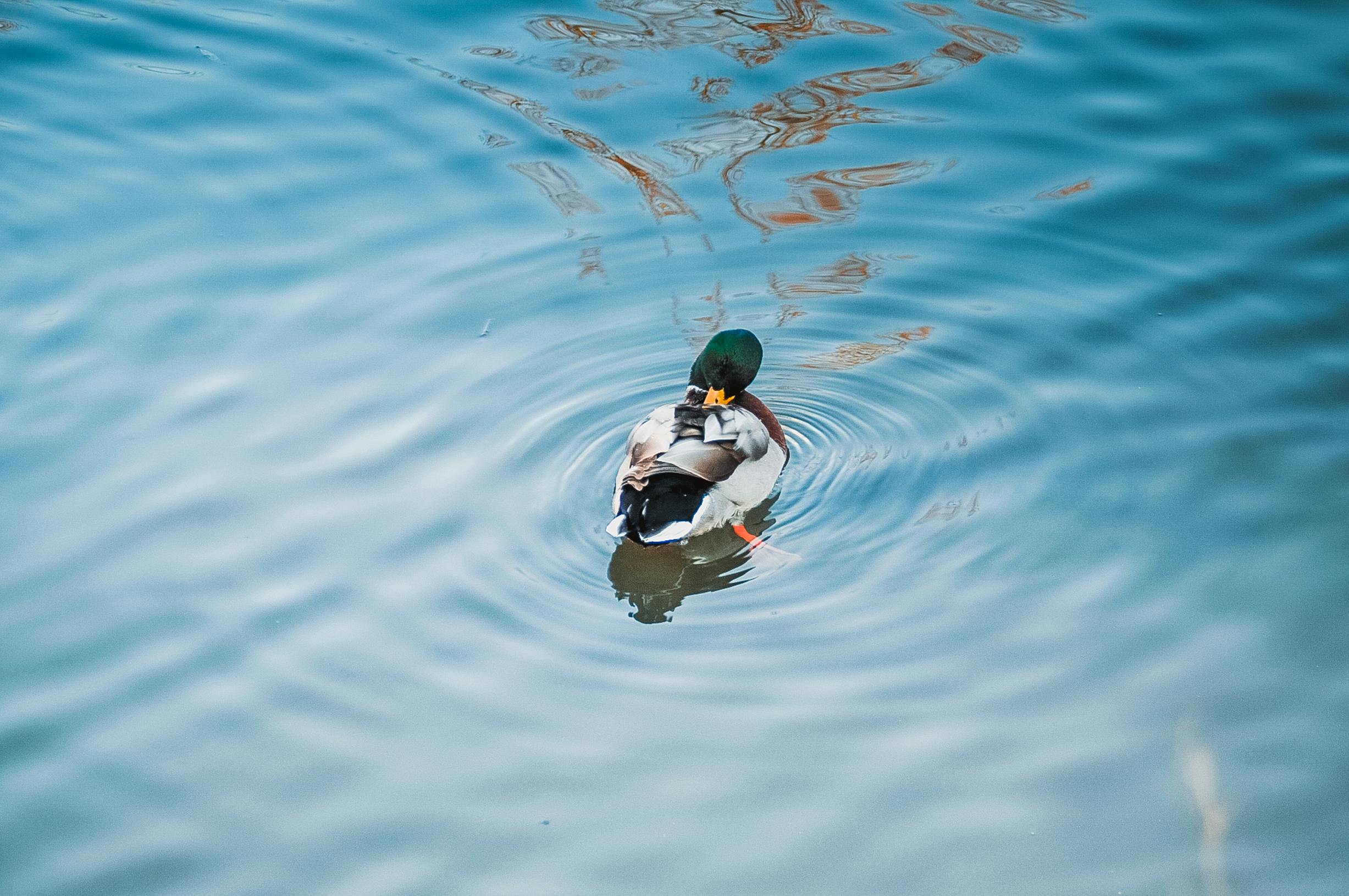 A singular duck on a light blue body of water.